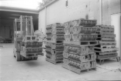MorrisPaintWalkerEstate_1982_p1_neg26_01